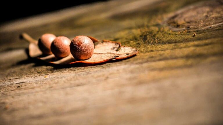 What Is The Official 11Xplay Pro Whatsapp Number?